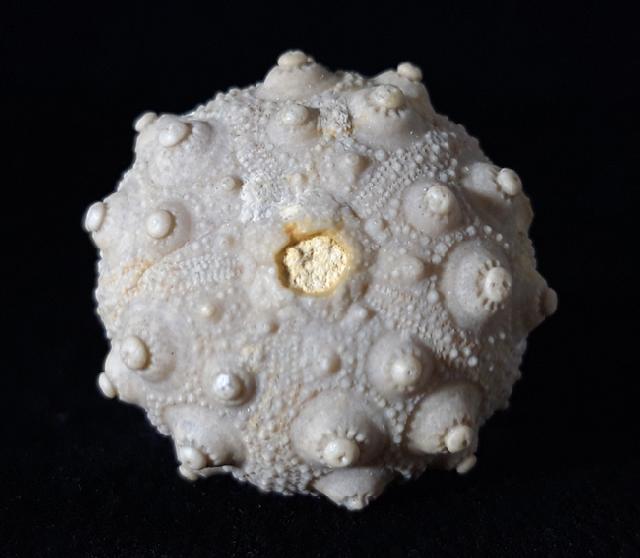 Hemicidaris intermedia (FLEMING 1828) - Bild © FossNet FossilienStore